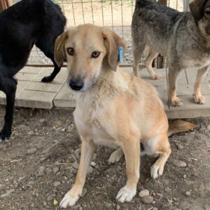 FALLA - vermisst 04/2023