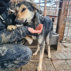 SHARONA - extrem dünn - reserviert Alexandra - vermittelt