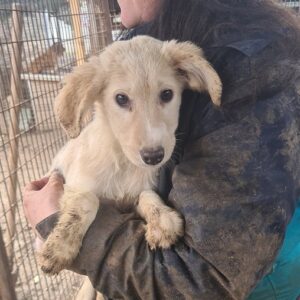 SNOWY - zu dünn - auf Pflegestelle in PLZ 56 *vermittelt*