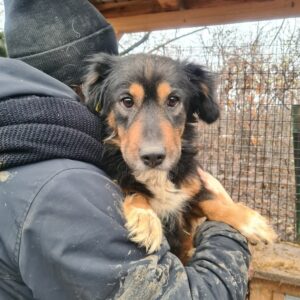 MEISJE - reserviert JW - vermittelt