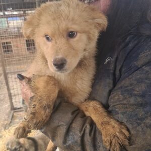 TICO - reserviert Betty - vermittelt