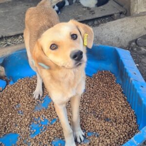 ANNIKA - reserviert Tierhilfe Lebenswert DR