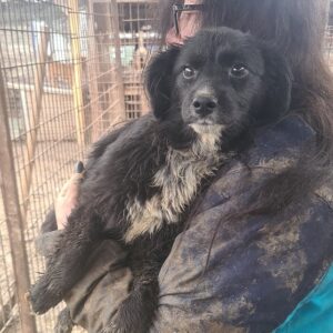 NUSCHKA - auf Pflegestelle in PLZ 42 *vermittelt*