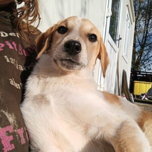 ELLIE - ausgereist zur Tierhilfe Lebenswert