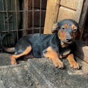 DARLIE - auf PDR PS im PLZ Bezirk 21 - vermittelt