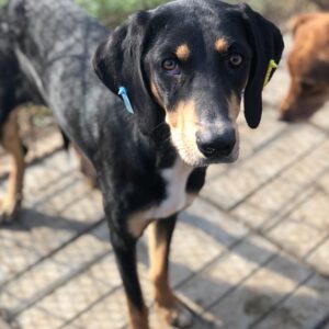 TAHNEE - auf PDR PS im PLZ Bezirk 45 - vermittelt