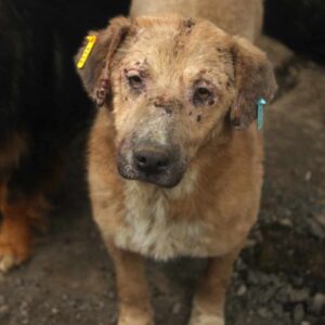 FRAYA (♀) - starke Hautprobleme - ausgereist zum Tierschutzverein Angsthund (AT)