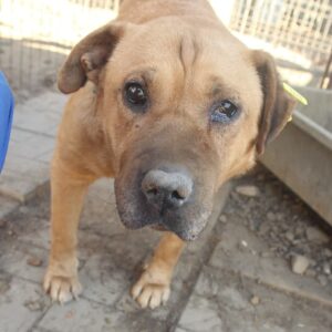 NUTELLA - Notfall im Shelter: läuft schlecht, schlechter Allgemeinzustand - jetzt auf PDR PS im PLZ Bezirk 73 - RBB 04/24