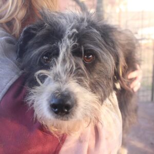 DANTE (♂) - Notfall im Shelter: Bisswunden, zu dünn - auf PDR PS im PLZ Bezirk 53 - vermittelt