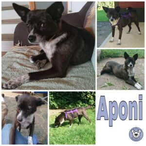 Aponi in 24811 Brekendorf *vermittelt*