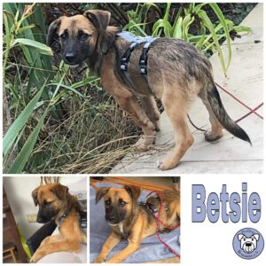 Betsie in 92318 Neumarkt *vermittelt*