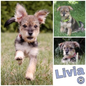 Livia in 21493 Möhnsen - vermittelt -