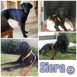 Siera in 17493 Greifswald RBB