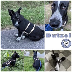 Butzel in 59387 Herbern *vermittelt*