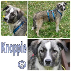 Knoppie in 21521 Dassendorf *vermittelt*