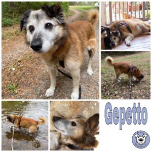 Gepetto in 72202 Nagold - RBB 26.06.23