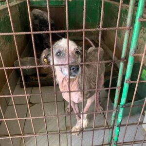 MORITZ - auf Pflegestelle in PLZ 1 vermittelt