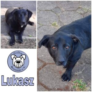 Lukasz in 41564 Kaarst - vermittelt