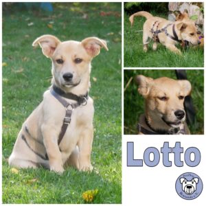 Lotto (Lottie) in 21493 Möhnsen *vermittelt*