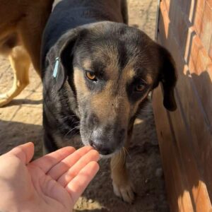 HELENA (♀) - ausgereist zum TST Rösrath