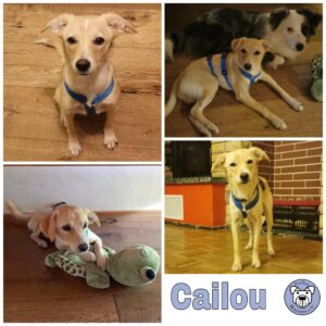 Caillou in 79736 Rickenbach *vermittelt*