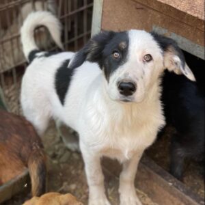 NANUC - reserviert PVA vermittelt