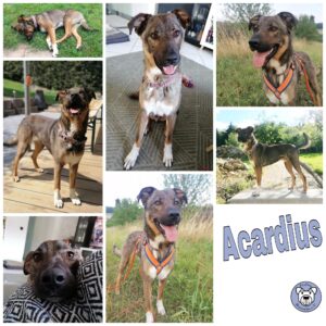 Acadius in 58675 Hemer *vermittelt*