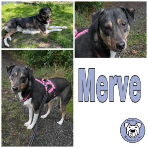 Merve (♀) in 26810 Westoverledingen