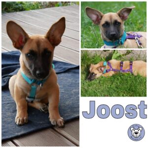 Joost in 21493 Möhnsen *vermittelt*