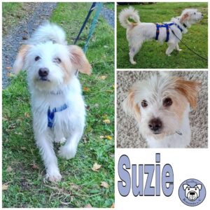 Suzie in 35684 Dillenburg *vermittelt*