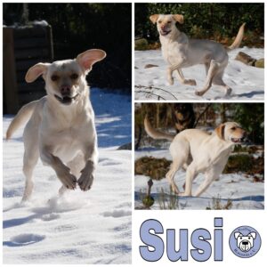 SUSI- Gnadenplatzhund seit dem 06.12.2023