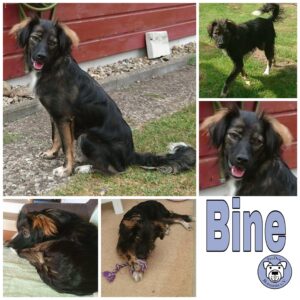 Bine in 24811 Brekendorf *vermittelt*