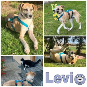 Levi in 39418 Staßfurt *vermittelt*