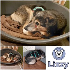 LIZZY - Gnadenplatzhund seit dem 08.10.2022