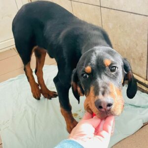 GREGORY - sollte zeitnah reisen - reserviert Manuela - vermittelt