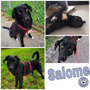 Salome in 91757 Treuchtlingen *vermittelt*