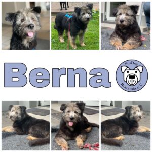 Berna in 45481 Mülheim *vermittelt*