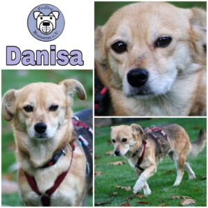 Danisa (Dani) in 24960 Munkbarup/ bei Flensburg *vermittelt*