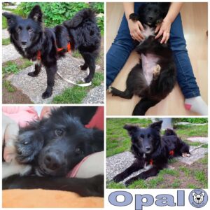 Opal in 75417 Mühlacker *vermittelt*