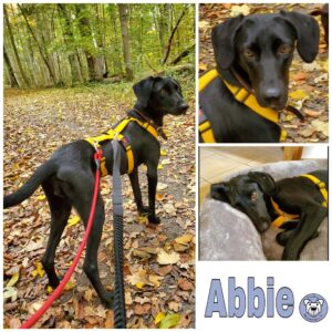 Abbie in 17493 Greifswald *vermittelt*