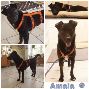 Amala in 26817 Rhauderfehn *vermittelt*