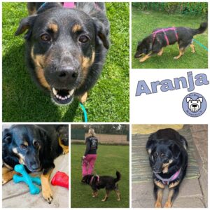 ARANJA - Gnadenplatzhund seit 04.02.2022