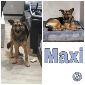 Maxi in 52146 Würselen *vermittelt*