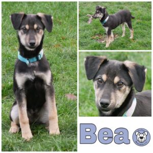 Bea in 21493 Möhnsen *vermittelt*