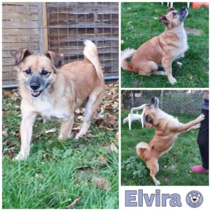 Elvira in 34474 Diemelstadt - *vermittelt*