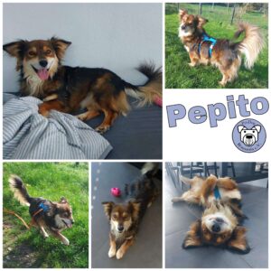 Pepito in 99636 Ostramondra - vermittelt