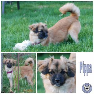 Pippa in 21493 Möhnsen *vermittelt*