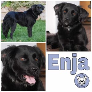 Enja in 21493 Möhnsen *vermittelt*