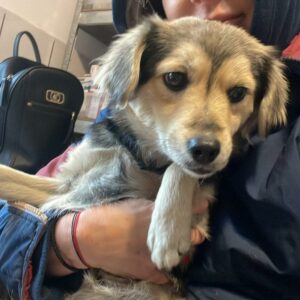 KISHA - sollte zeitnah reisen - reserviert für Tierhilfe Lebenswert - vermittelt