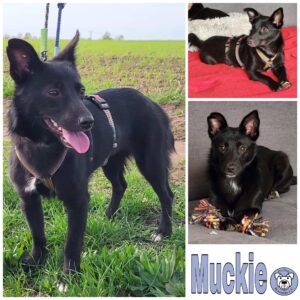 Muckie in 66773 Schwalbach *vermittelt*